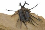 Magnificent, Alien-Looking Dicranurus Trilobite - Atchana, Morocco #339625-5